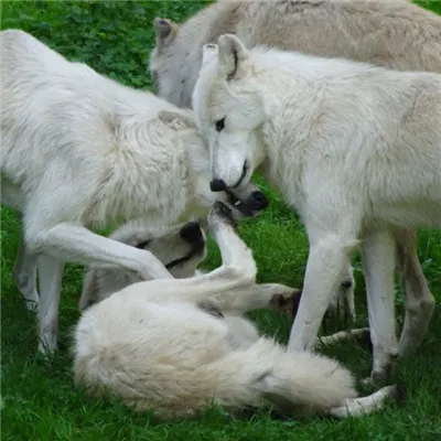 狼好看图片头像第1张