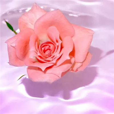 微信头像玫瑰花第1张