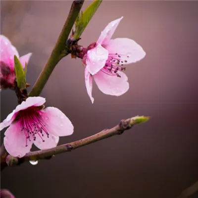 头像花朵图片第1张