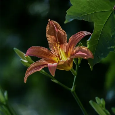 鲜花头像高清第1张