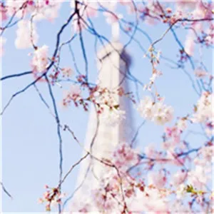 清新唯美樱花头像第1张