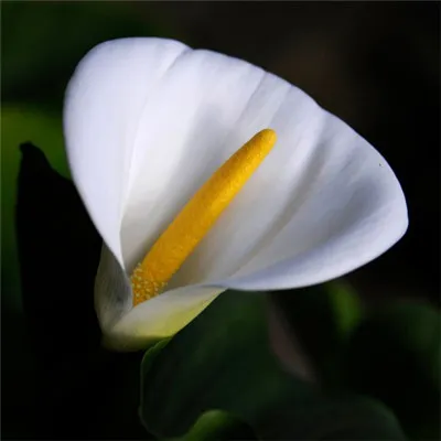 挺秀雅致花朵头像第1张