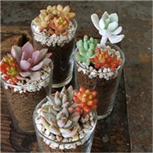 小清新多肉头像图片第1张