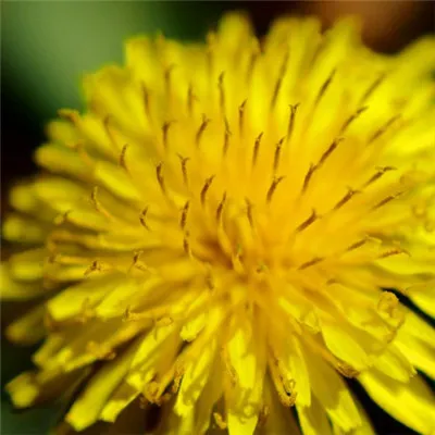 蒲公英花头像图片第1张