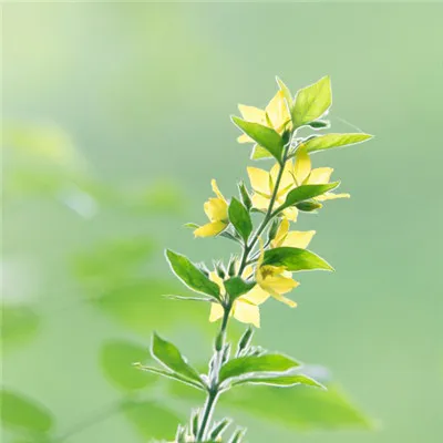 小清新绿叶头像第1张