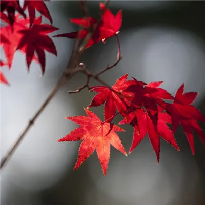 秋天的枫叶微信头像第1张