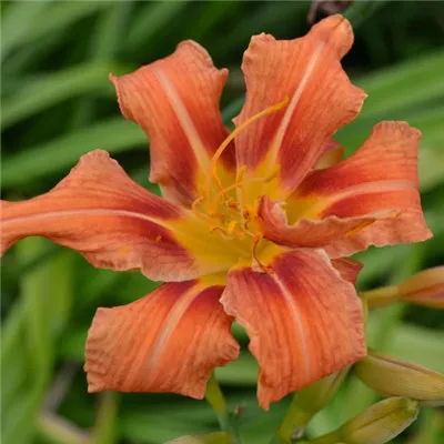 萱草花头像图片第1张