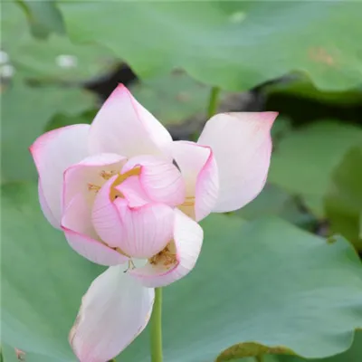 清新淡雅的荷花微信头像第1张