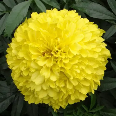 菊花头像图片第1张