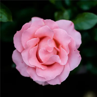 可爱的玫瑰花头像第1张