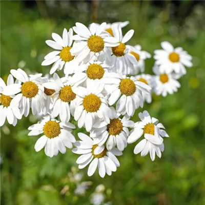 鲜花头像微信头像第1张