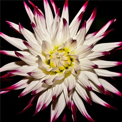 qq菊花头像第1张