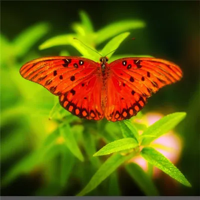 好看的蝴蝶微信头像第1张