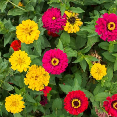 菊花头像高清第1张