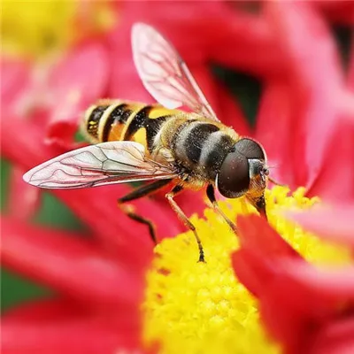 关于蜜蜂的图片头像第1张