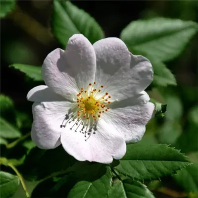 玫瑰花头像第1张