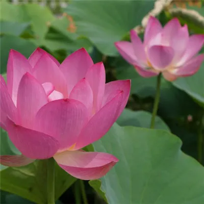 好看的荷花微信头像第1张