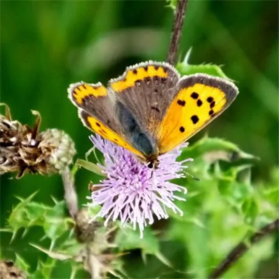 微信头像花朵蝴蝶图片第1张