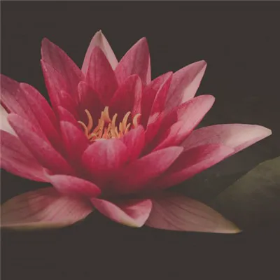 好看的荷花头像第1张