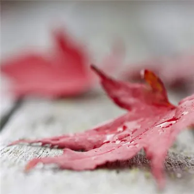 枫叶头像最美第1张