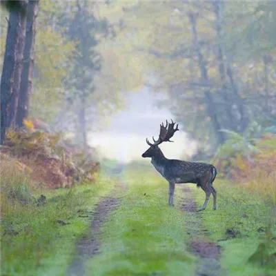 高格调的头像图片第1张