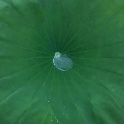 高清护眼的全绿图片头像第1张