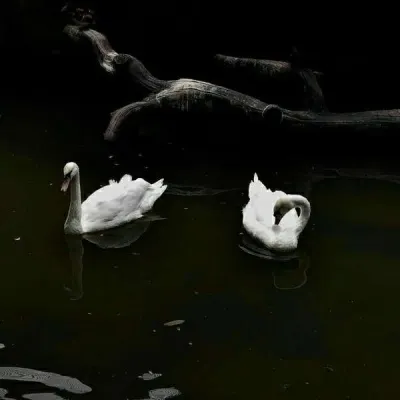 qq头像黑暗系黑色背景图片第1张