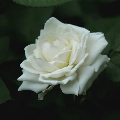 个性好看五颜六色的月季花微信头像图片第1张