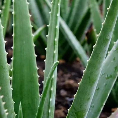 最美多肉微信头像第1张