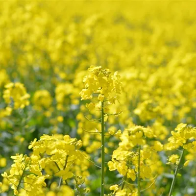 油菜花唯美头像第1张