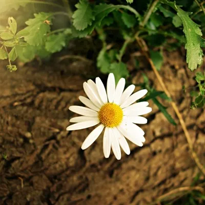 好看清新的头像第1张