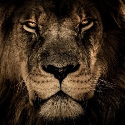 雄狮微信头像凶狮子第1张