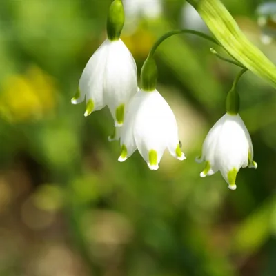 白色花朵微信头像第1张