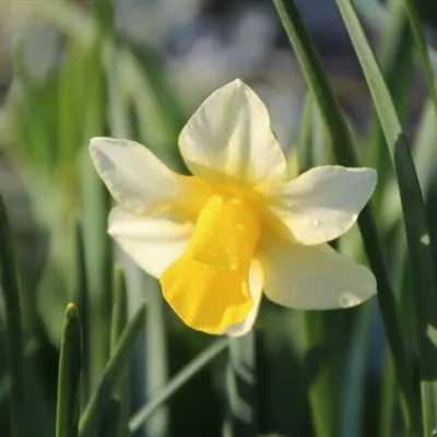 白色和黄色的水仙花QQ微信头像图片第1张