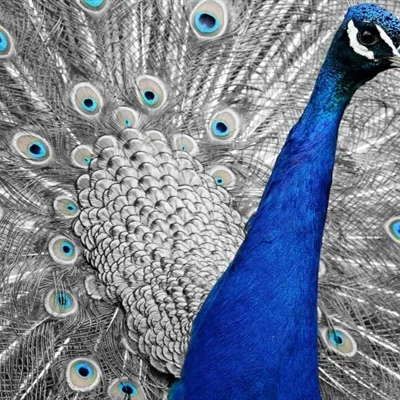 孔雀微信头像第1张