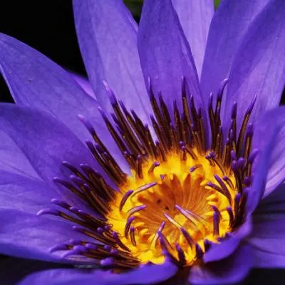 睡莲微信头像第1张