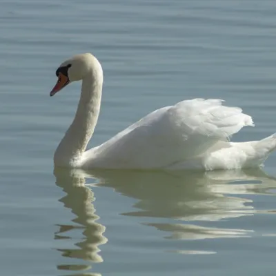 白色天鹅头像第1张