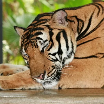 个性霸气威武凶猛的老虎微信头像图片第1张