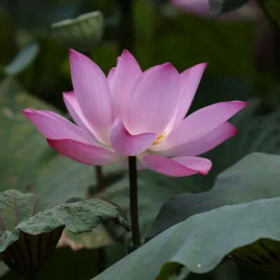 好看粉嫩娇艳的荷花微信头像图片第1张