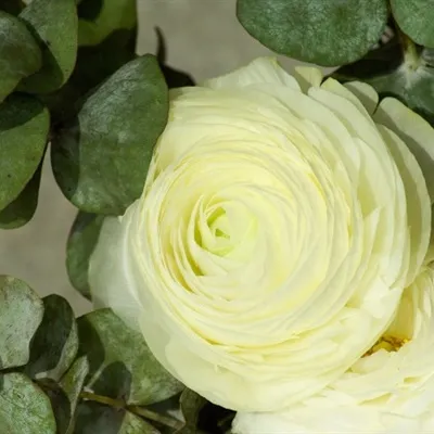 好看花微信头像第1张