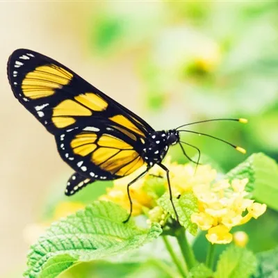 花朵上采花蜜的蝴蝶微信头像图片第1张