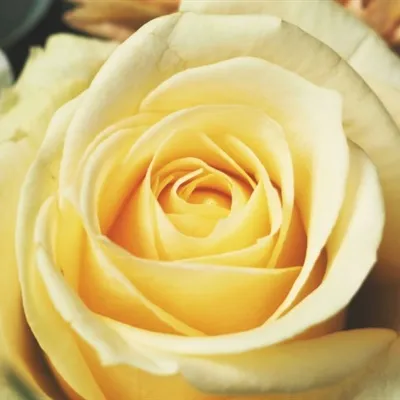 五颜六色的玫瑰鲜花微信头像图片第1张