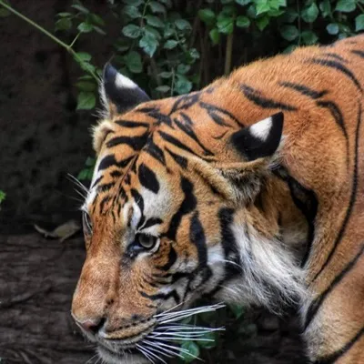 个性老虎头像第1张