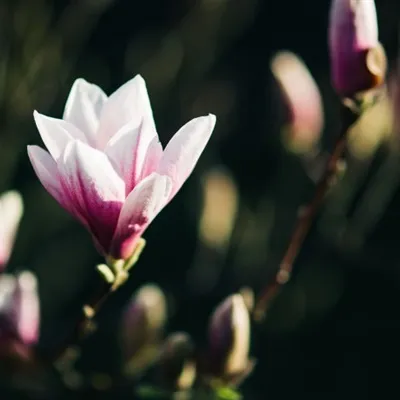 玉兰花微信头像第1张