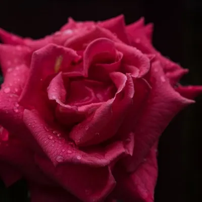 好看的红玫瑰头像第1张