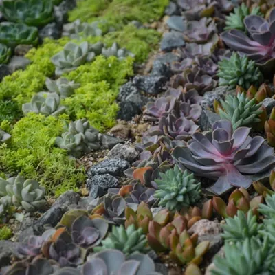 多肉微信群头像第1张