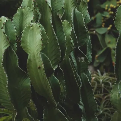 仙人掌微信头像第1张