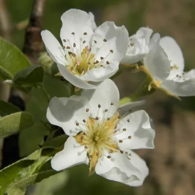 梨花微信头像第1张