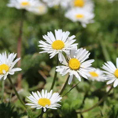 清新花朵头像微信第1张