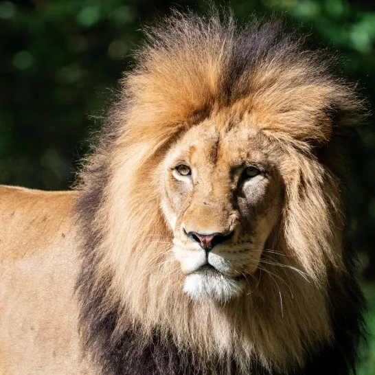 霸气凶猛狮子头像第1张